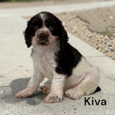 puppy, for, sale, Cocker Spaniel, Joe & Cherri  Overlease, dog, breeder, Miller, MO, dog-breeder, puppy-for-sale, forsale, nearby, find, puppyfind, locator, puppylocator, aca